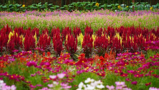 Đồng Tháp phát huy bản sắc văn hóa - sinh thái, hướng tới phát triển du lịch bền vững - Ảnh 1.